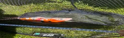 Koi Carp fish for sale: Pond closure in Dudley - Advert 13