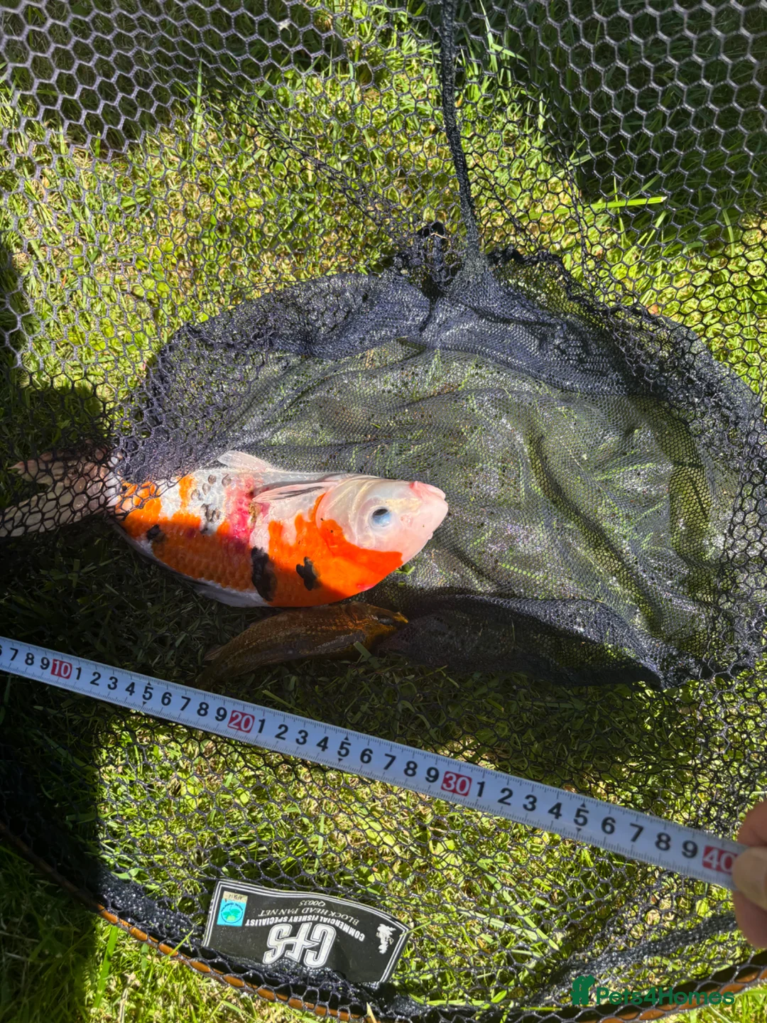 Koi Carp fish for sale: Pond closure in Dudley - Advert 13