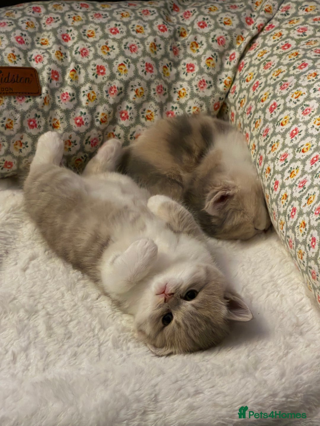 British Shorthair cats for sale: British long-haired and short-haired cats - Advert 9