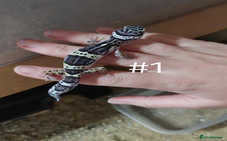 Leopard Gecko reptiles for sale - Advert 2