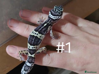 Leopard Gecko reptiles - Advert 14