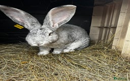 Continental Giant rabbits for sale: Pure continental giant rabbits - Image 11