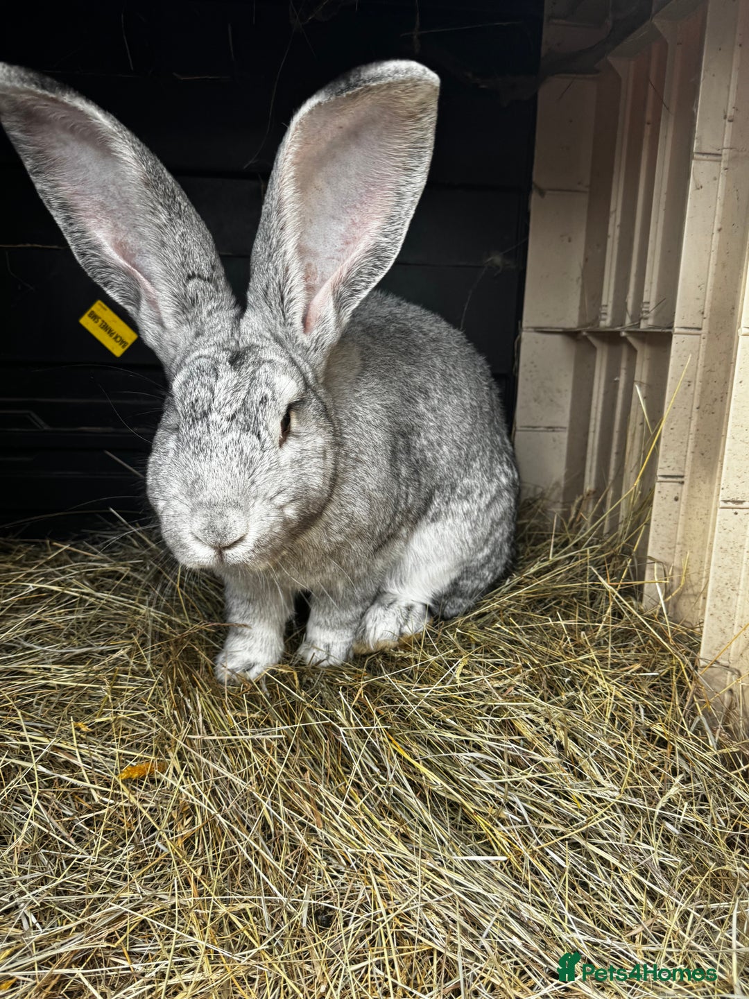 Continental Giant rabbits for sale: Pure continental giant rabbits - Image 11