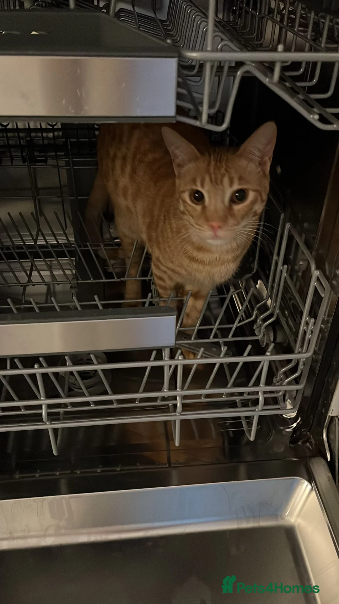 Mixed Breed cats for adoption: AZY- INTELLIGENT- HEALTHY NEUTERED  - Advert 2