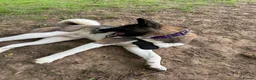 Akita dogs for sale: American Akita  in Whitstable - Advert 1