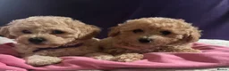 Cavapoochon dogs for sale: Cavapoochon puppies  - Advert 10