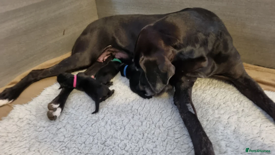 Great Dane dogs for sale: Kc reg extensuvely health tested parents - Advert 2