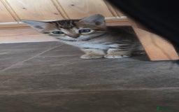 Bengal cats for sale: Mixed Tabby x Bengal Kittens – 2 Males Left 🐾 - Image 11