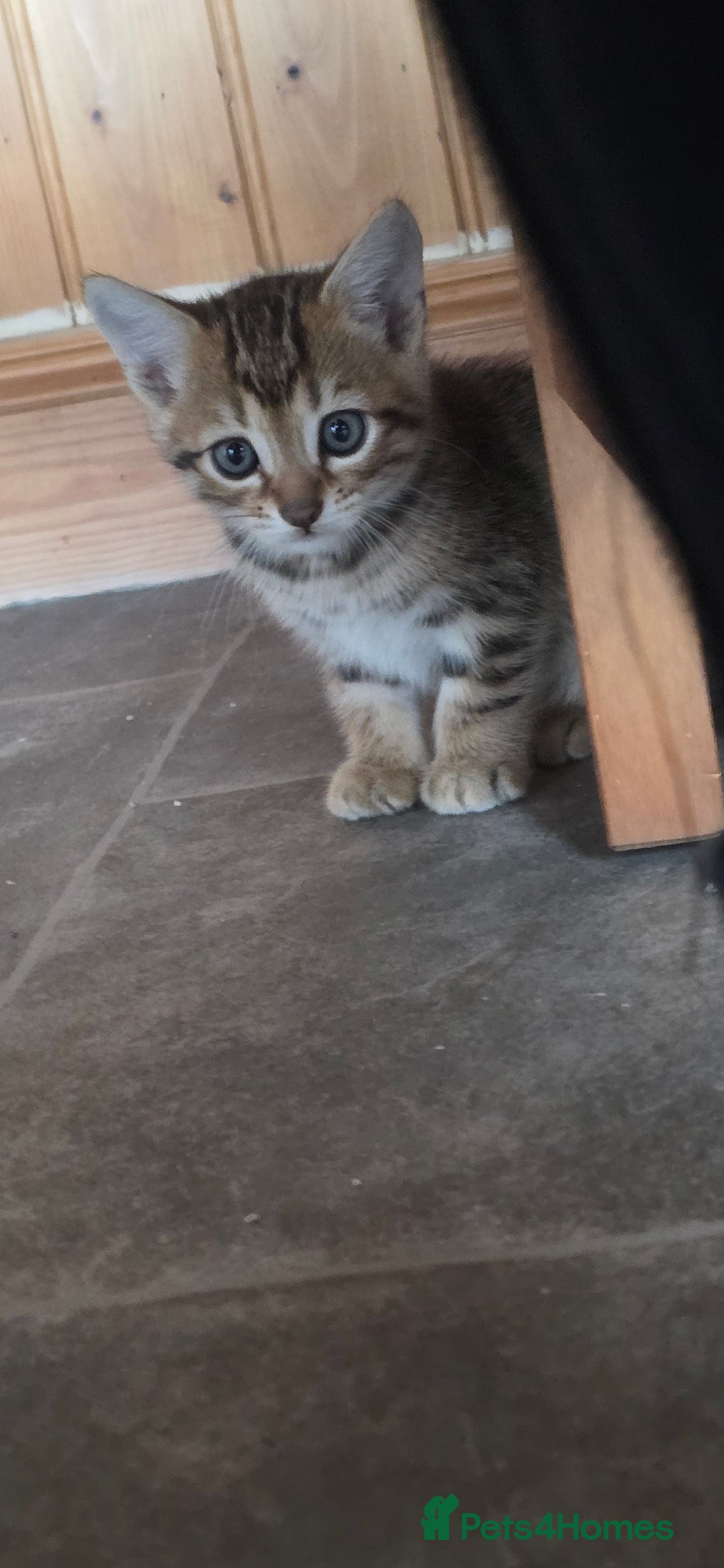 Bengal cats for sale: Mixed Tabby x Bengal Kittens – 2 Males Left 🐾 - Image 11