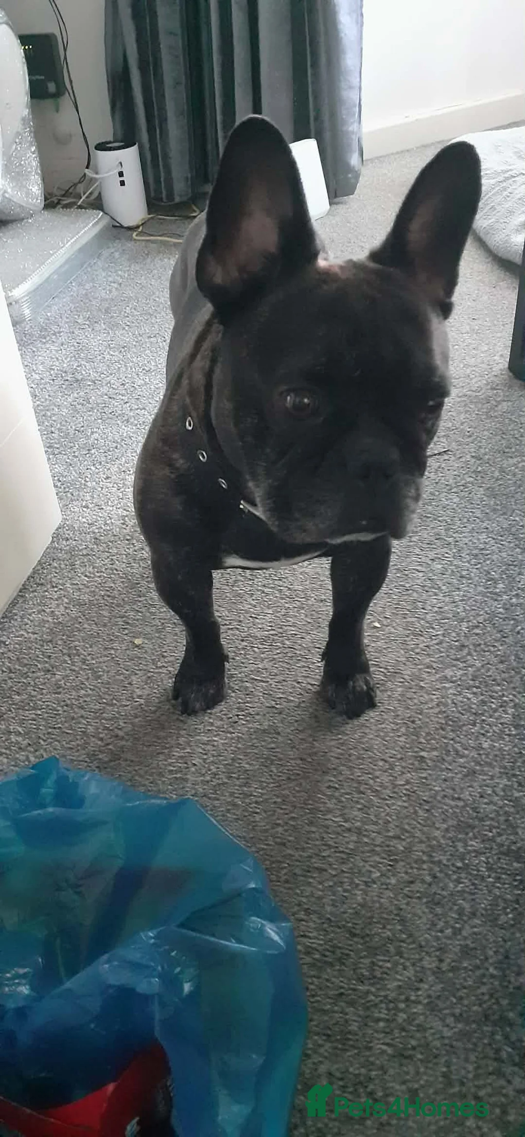 French Bulldog dogs for sale: French bulldog 4 years old  in Hull - Advert 2