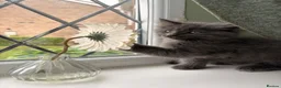 Ragcoon cats for sale: Last of litter affectionate playful Ragcoon baby  - Advert 13