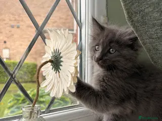 Ragcoon cats *Ready now* Ragcoon kittens - Advert 4