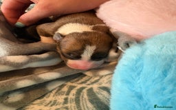 Mixed Breed dogs for sale: Beautiful whippet cross labrador(collie) puppies  - Image 4