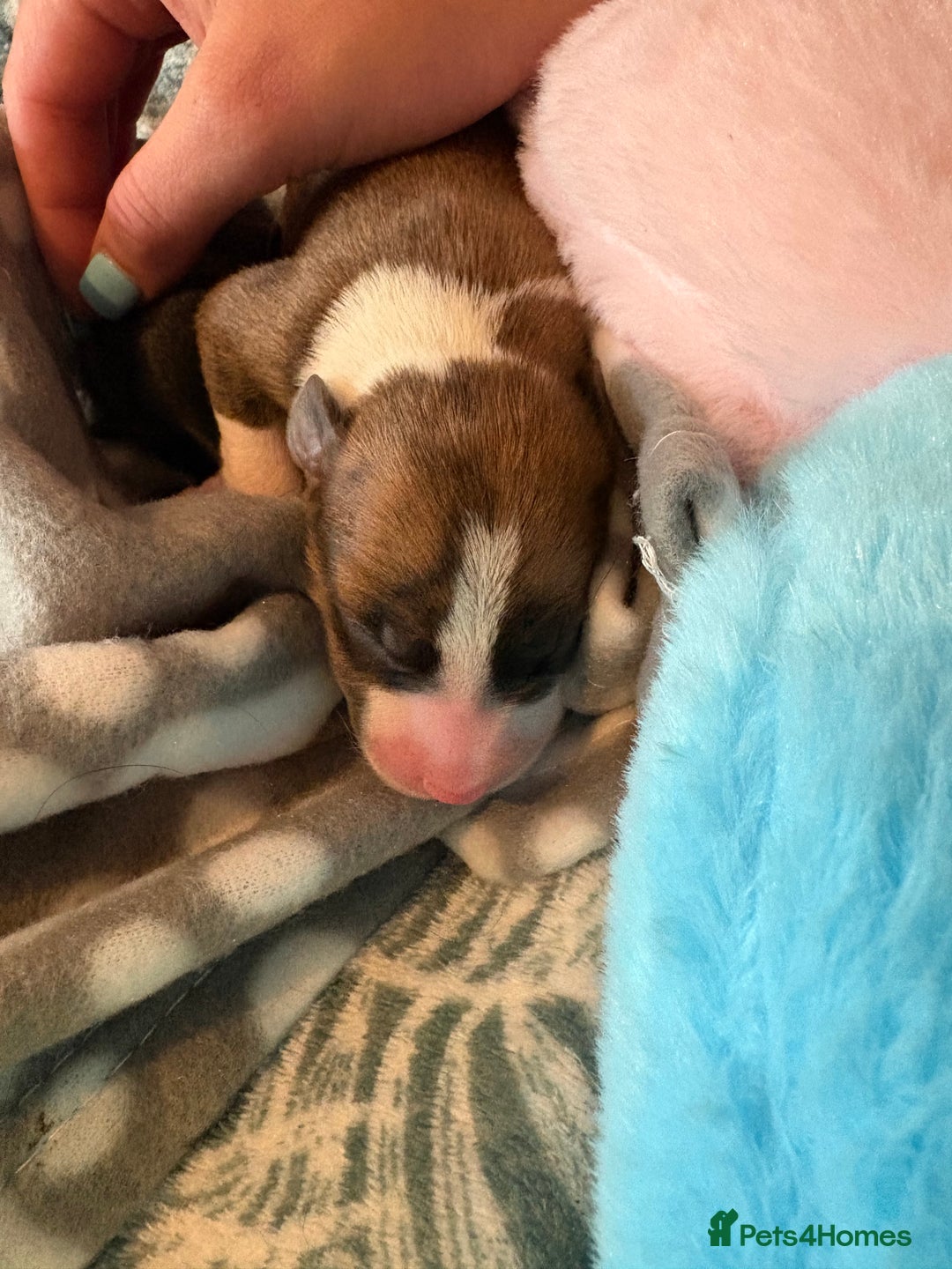 Mixed Breed dogs for sale: Beautiful whippet cross labrador(collie) puppies  - Image 4