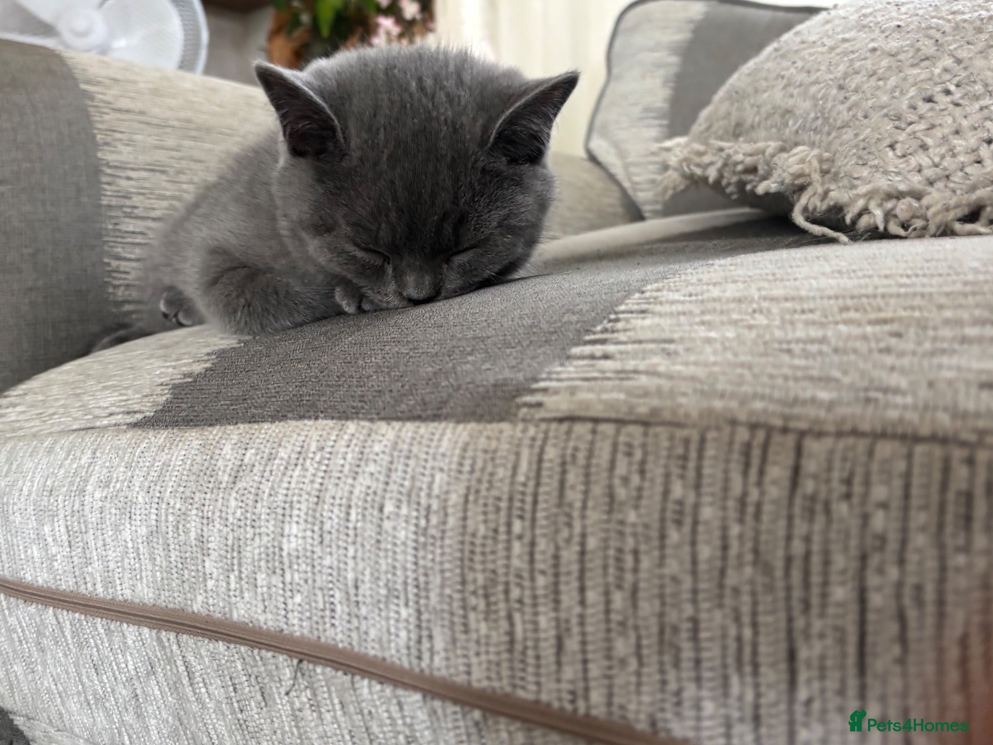 British Shorthair cats AVAILABLE NOW: British Shorthair Kittens Berkshire - Advert 2
