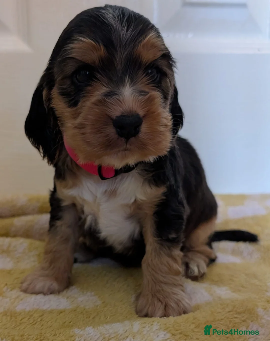 Cocker Spaniel dogs for sale: Kc Health Tested Show Type Cocker Spaniel Puppies - Advert 25