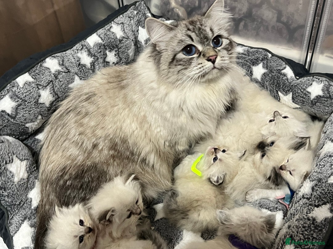 Siberian cats for sale: 💎💎GCCF Siberian Neva Masquerade Kittens💎💎 - Advert 12