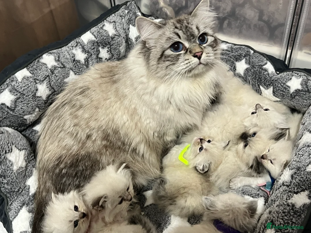 Siberian cats for sale: 💎💎GCCF Siberian Neva Masquerade Kittens💎💎 - Advert 21