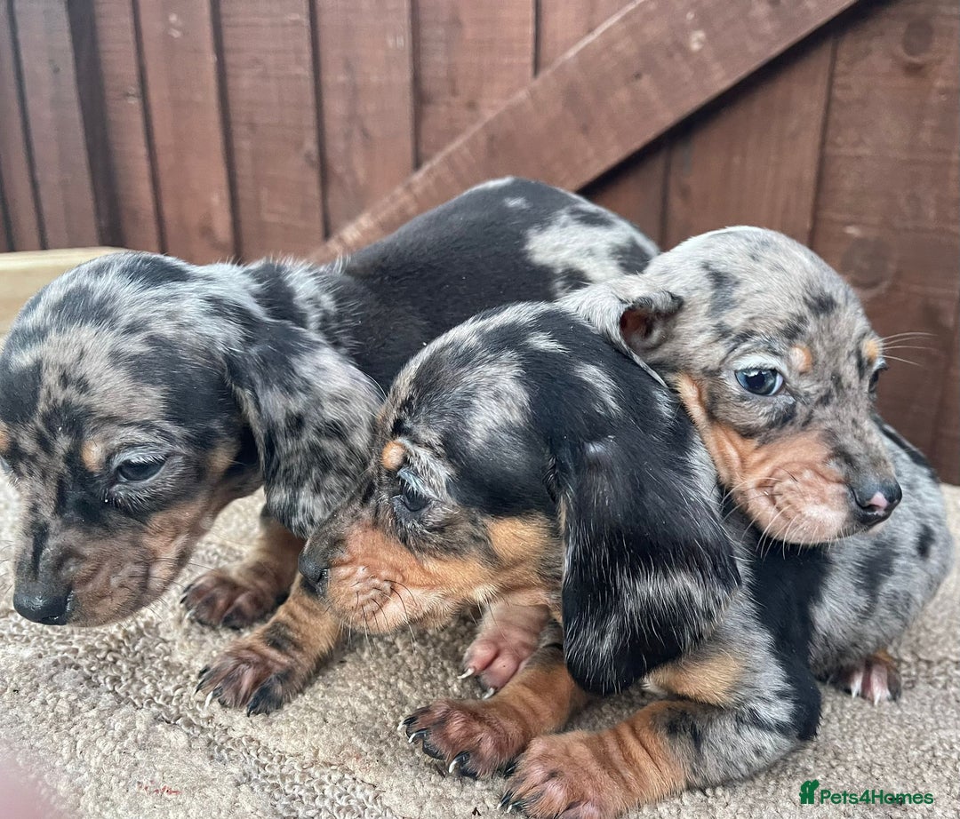 Dachshund dogs for sale: 3 beautiful dachshund puppies for new home!!!! - Advert 2