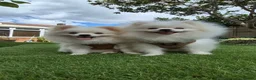 Pomeranian dogs for sale: Quality Pomeranian Boy Puppies - Advert 3