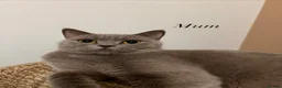 British Shorthair cats for sale: ✨ beautiful black/blue British Shorthair kittens✨ - Advert 23