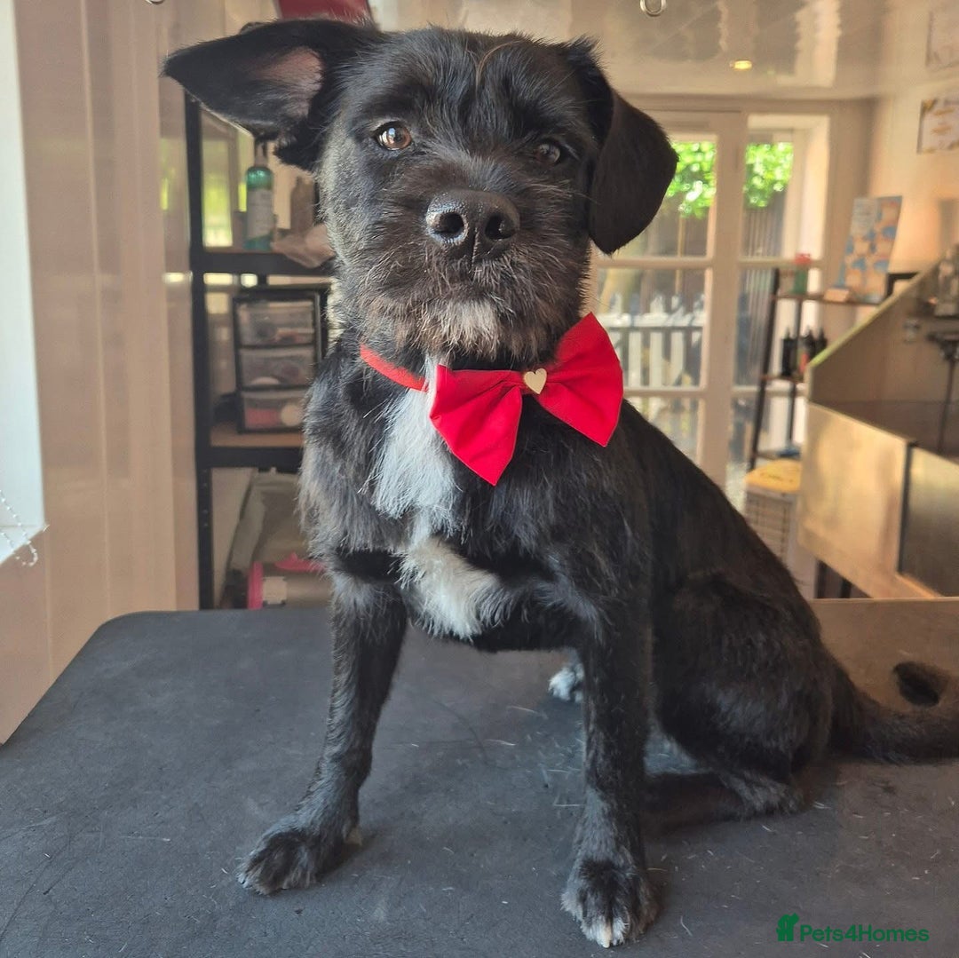 Mixed Breed dogs for sale: Looking for his forever home ♥️ - Image 1
