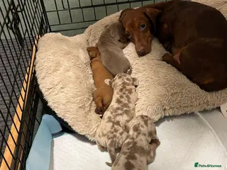 Miniature Dachshund dogs Last little girl ready end of February - Advert 1