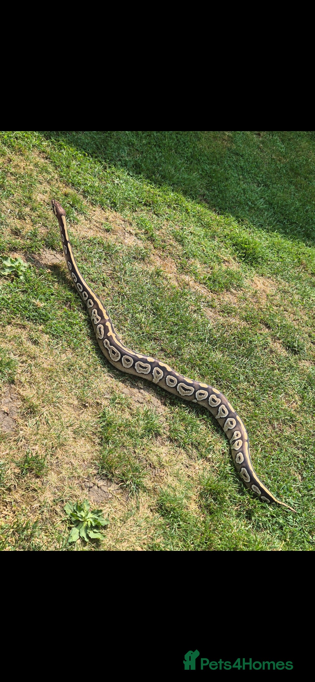 Python Snake reptiles for sale: Female ball python  - Advert 5