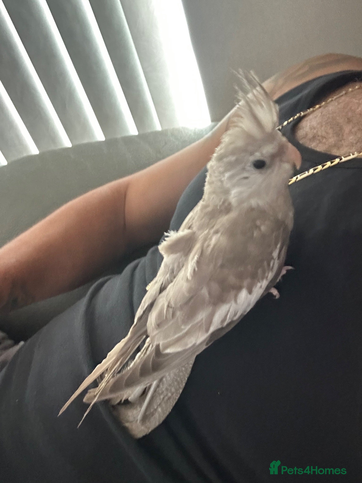 Cockatiels birds 🦜 Small & Very Special Cockatiel — Fully Weaned  - Advert 2