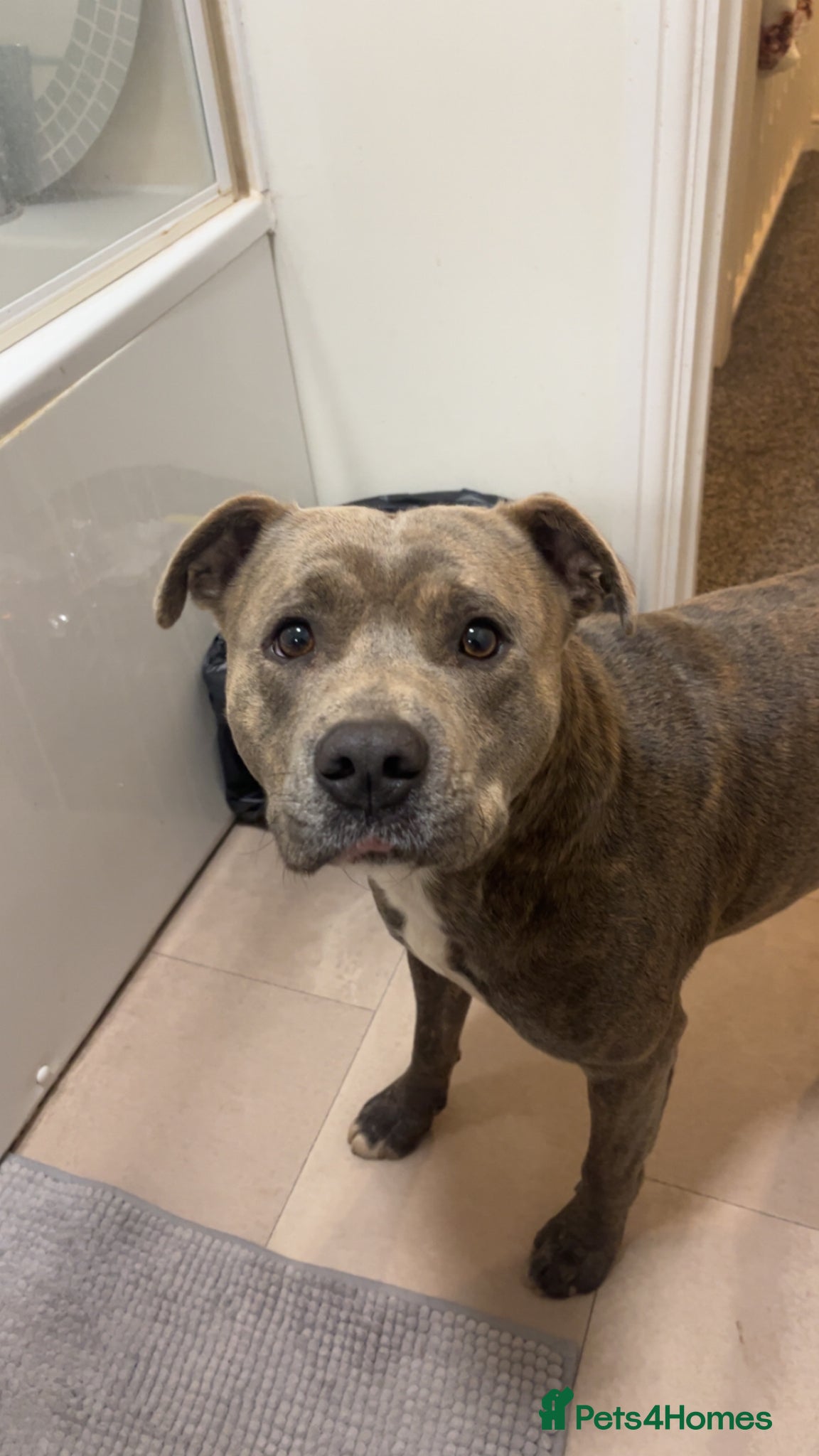 Staffordshire Bull Terrier dogs 2 years old staffy  - Advert 1