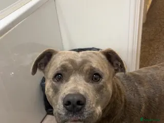 Staffordshire Bull Terrier dogs 2 years old staffy - Advert 6