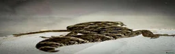 Gecko reptiles for sale: Cb25 & 26 Viper Geckos - Advert 2