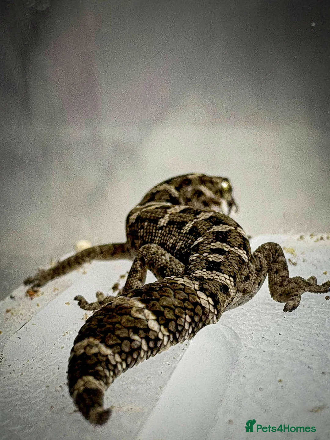 Gecko reptiles for sale: Cb25 & 26 Viper Geckos - Advert 2