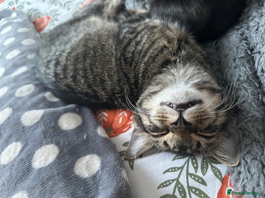 Mixed Breed cats for sale: 2 gorgeous girls tabby and tortoise shell - Image 8