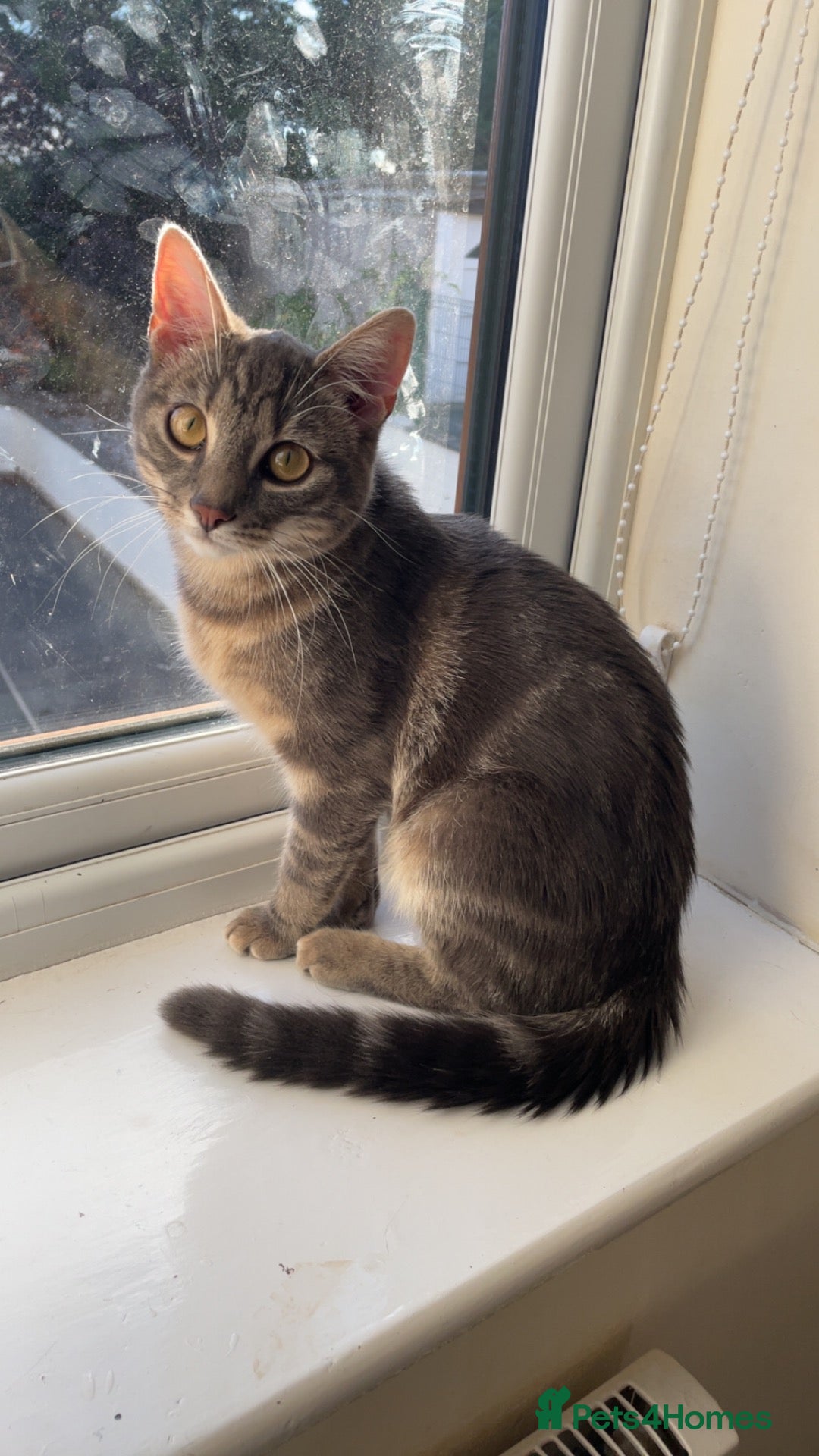 Domestic Shorthair cats Beautiful grey tabby  - Advert 1