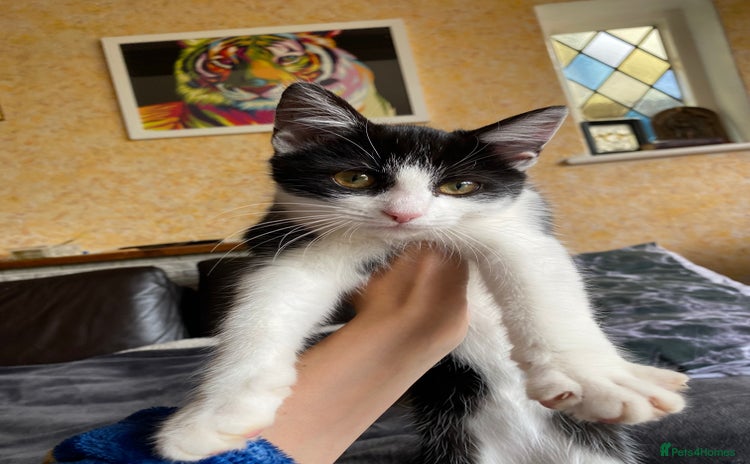 Mixed Breed cats - Advert 6