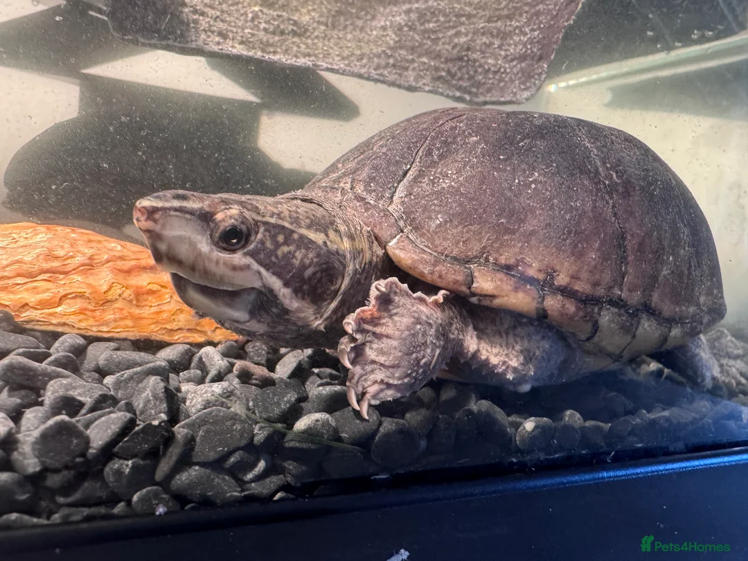Turtle reptiles for sale: Two musk turtles - Advert 7