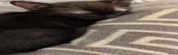 Domestic Shorthair cats for sale: 2 kittens looking for a new home - Advert 10