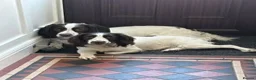 English Springer Spaniel dogs for sale: KC Registered English Springer Spaniels in Derby - Advert 2