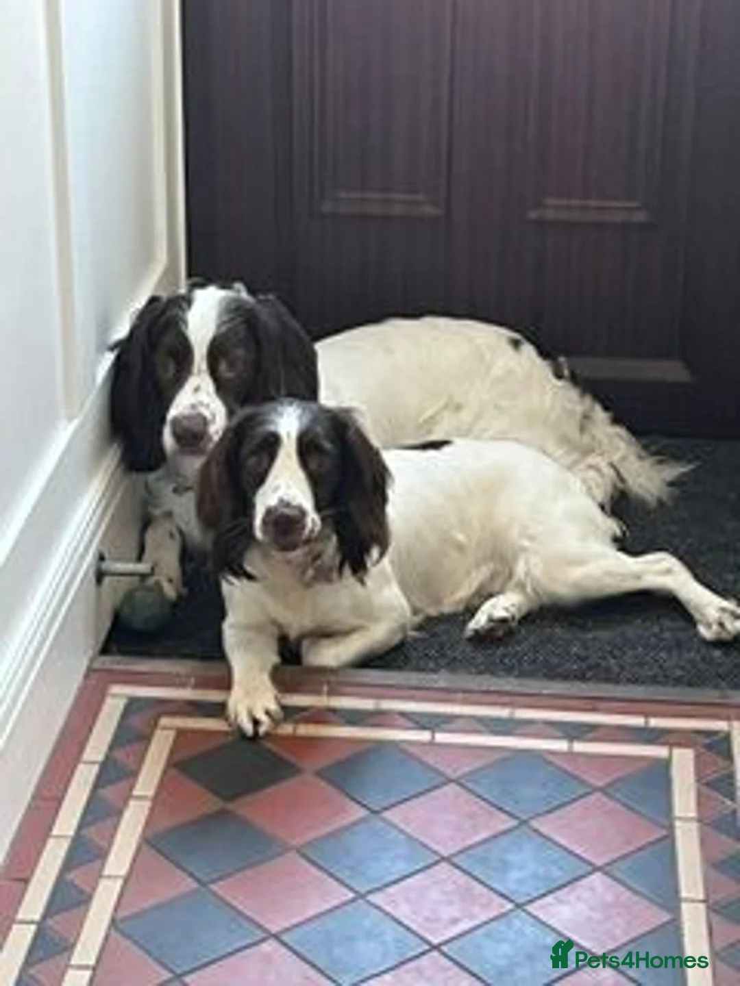 English Springer Spaniel dogs for sale: KC Registered English Springer Spaniels in Derby - Advert 2