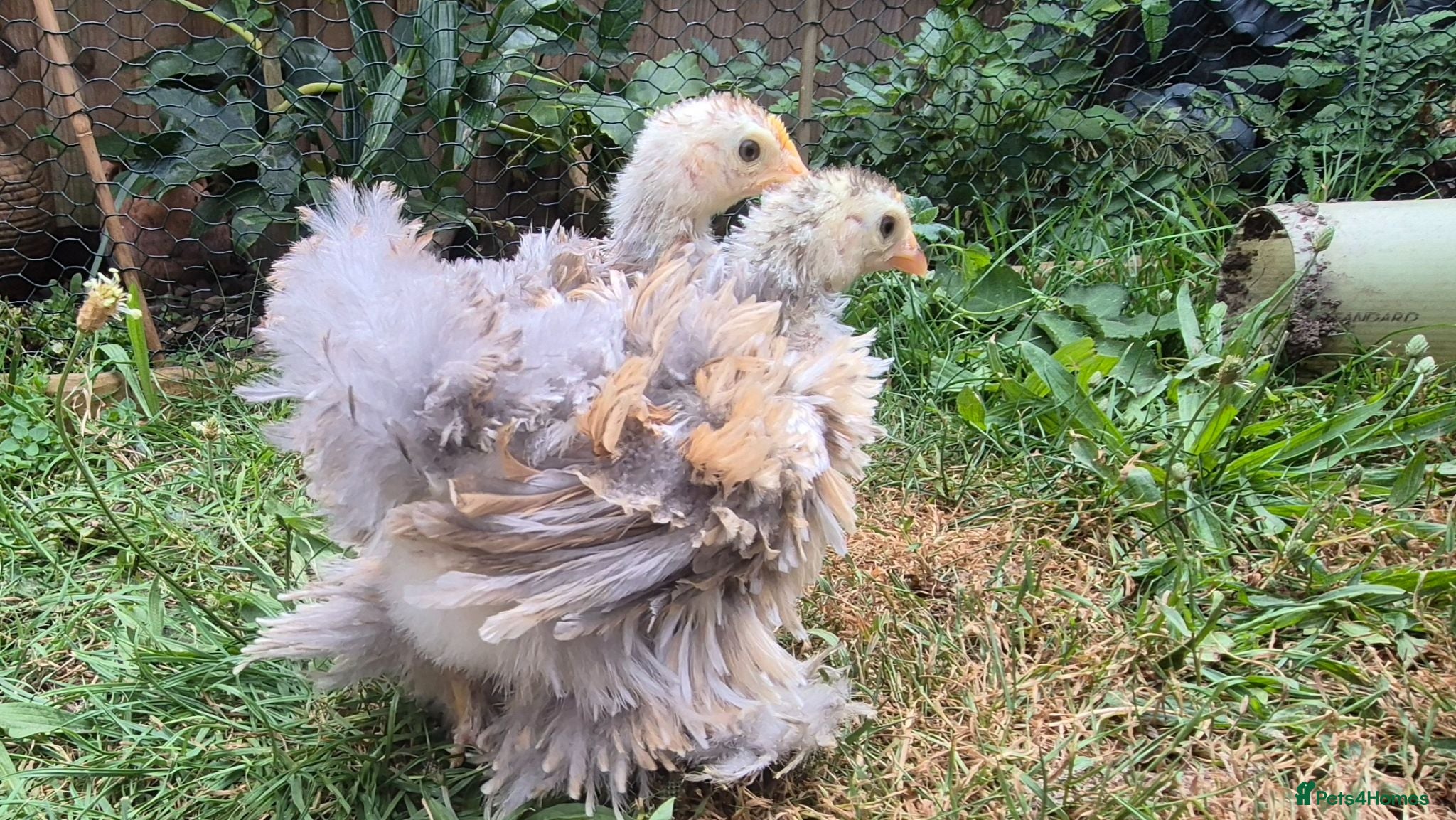 Chickens poultry 4 week old Millie fleur Frizzle Booted Bantams  - Advert 1