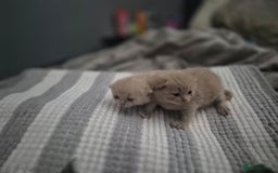 British Shorthair cats for sale: Adorable,chunky,champion lined british shorthairs! - Image 7