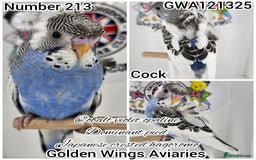 Budgerigars birds for sale: Few remaining rare type baby girl budgerigars🌸 - Image 4