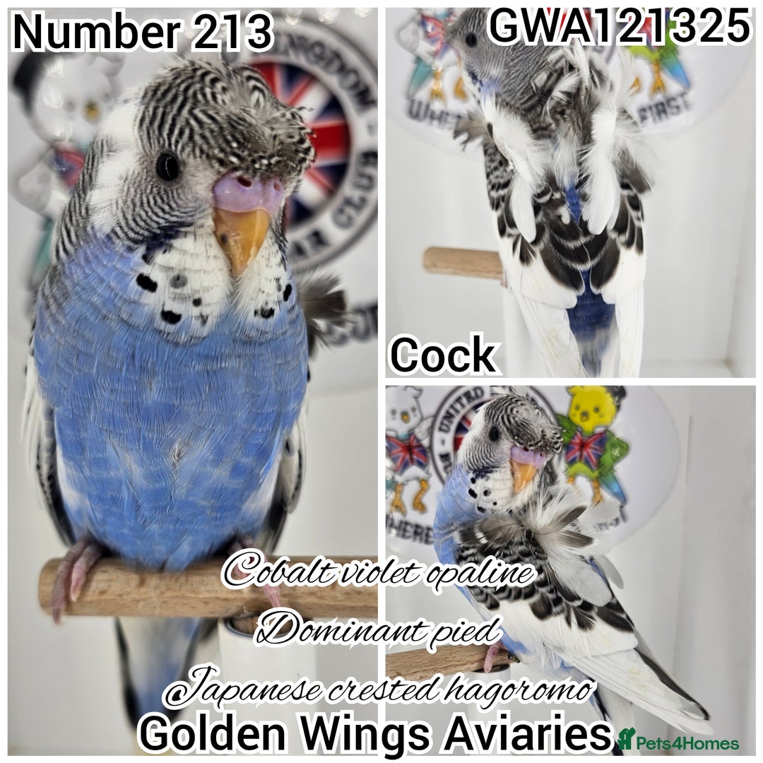 Budgerigars birds for sale: Few remaining rare type baby girl budgerigars🌸 - Image 4