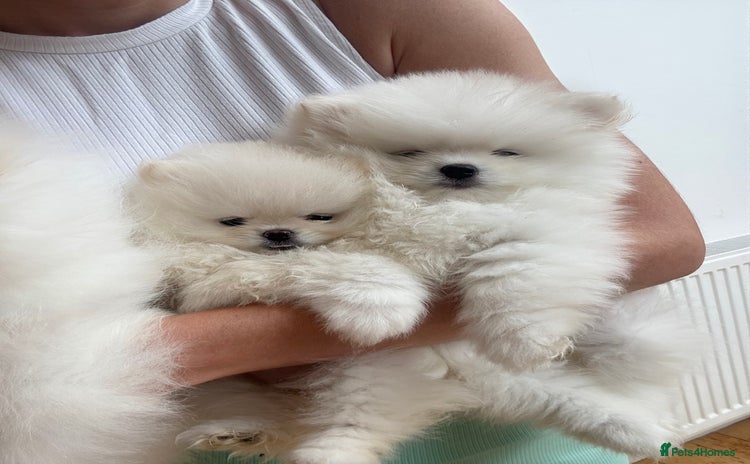 Pomeranian dogs - Advert 1