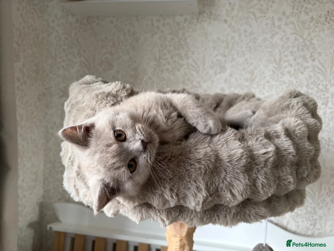 British Shorthair cats for sale: Beautiful British shorthair kitten  - Advert 11