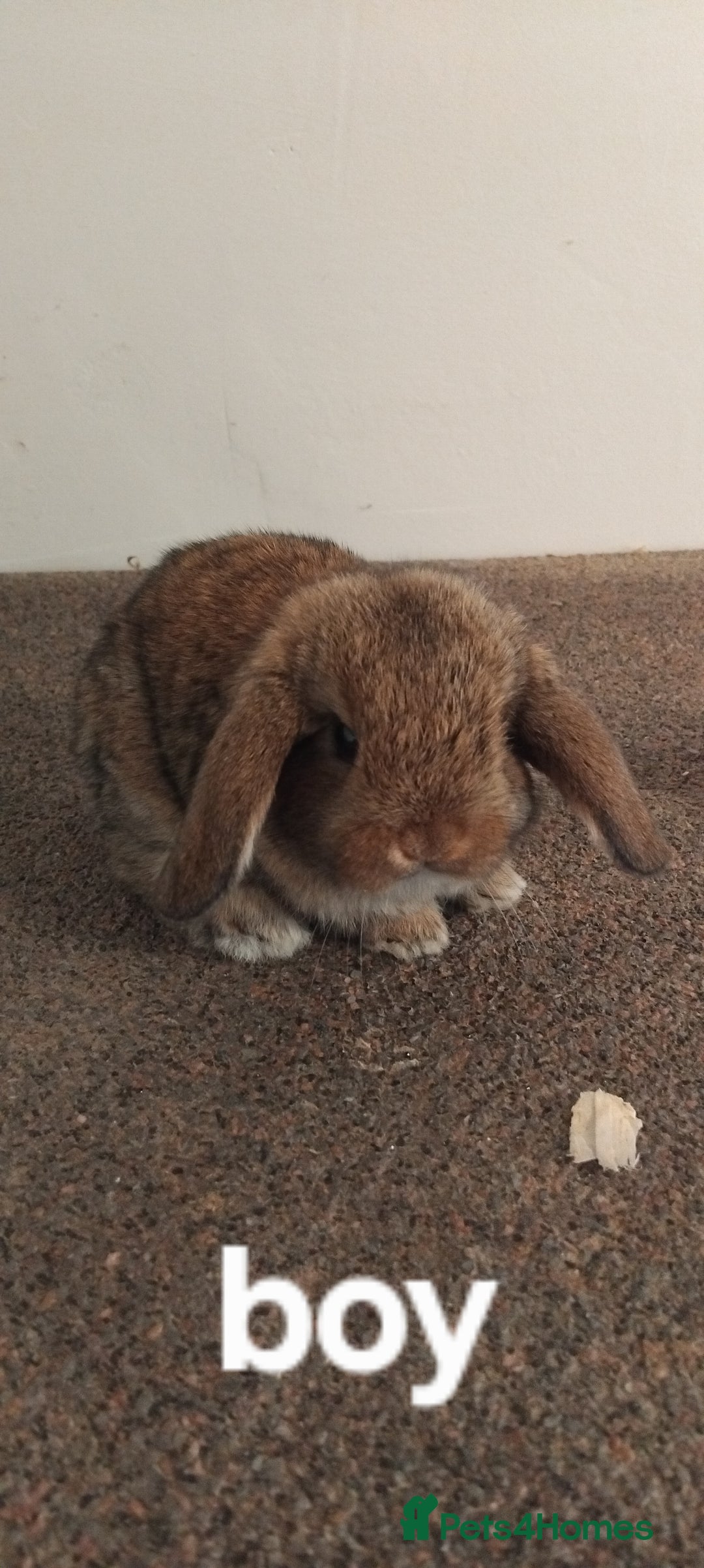 Mini Lop rabbits for sale: 4x gorgeous mini lop bunnies - Image 9