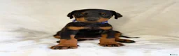 Dobermann dogs for sale: READY NOW- Outstanding KC Dobermann Pups🇧🇷 - Advert 29