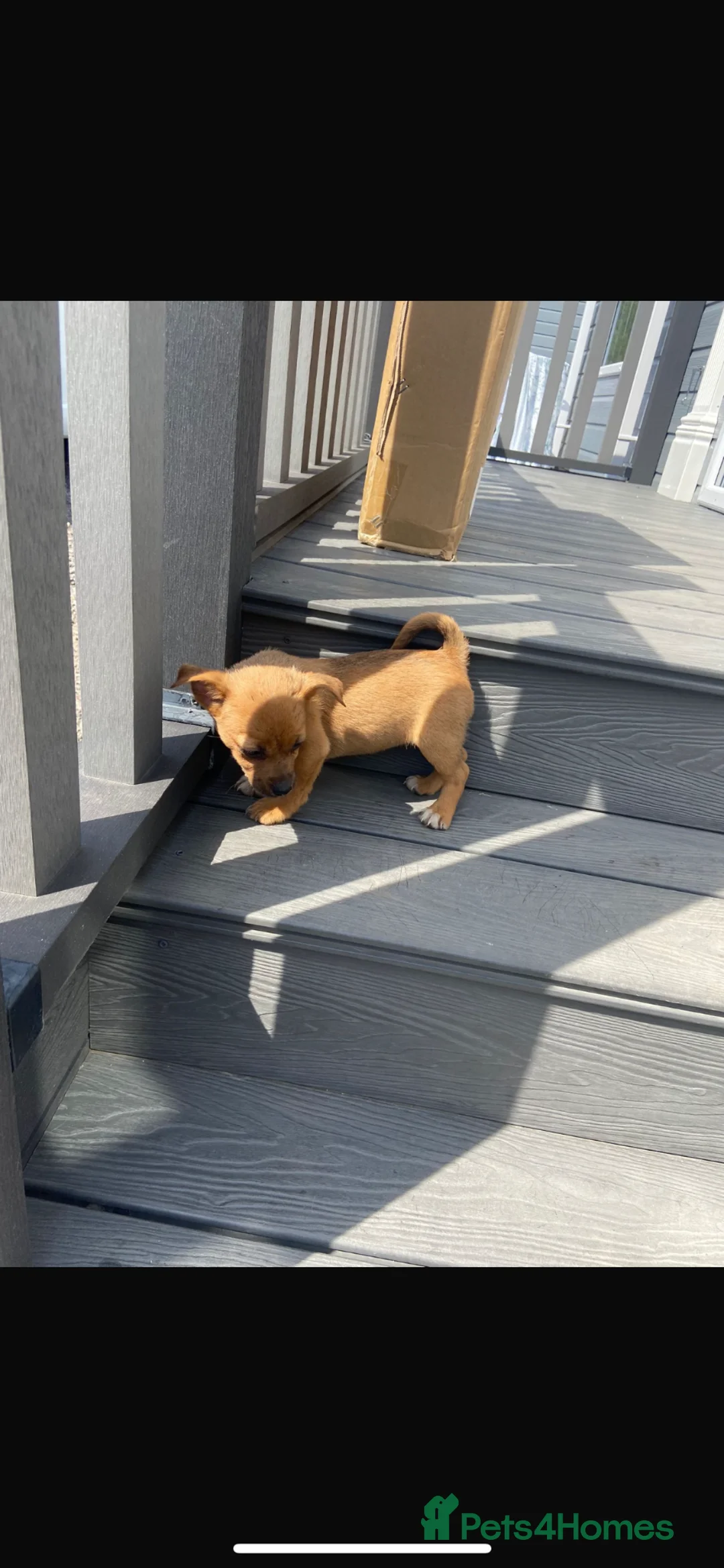 Jack Russell dogs for sale: Jack Russell puppies for sale  - Advert 2