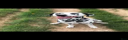 Dalmatian dogs for sale: Stunning Litter of Dalmations - Advert 22